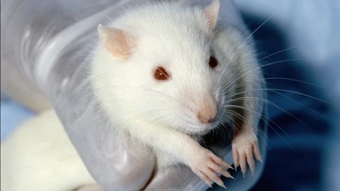«Молодая мозговая жидкость» улучшает память у старых мышей 3