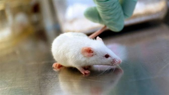 “Young brain fluid” improves memory in old mice 4