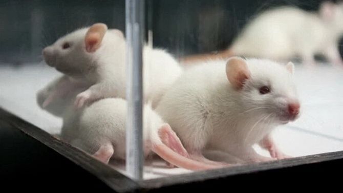 «Молода мозкова рідина» покращує пам’ять у старих мишей 1