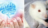 «Молодая мозговая жидкость» улучшает память у старых мышей