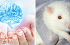 «Молода мозкова рідина» покращує пам’ять у старих мишей