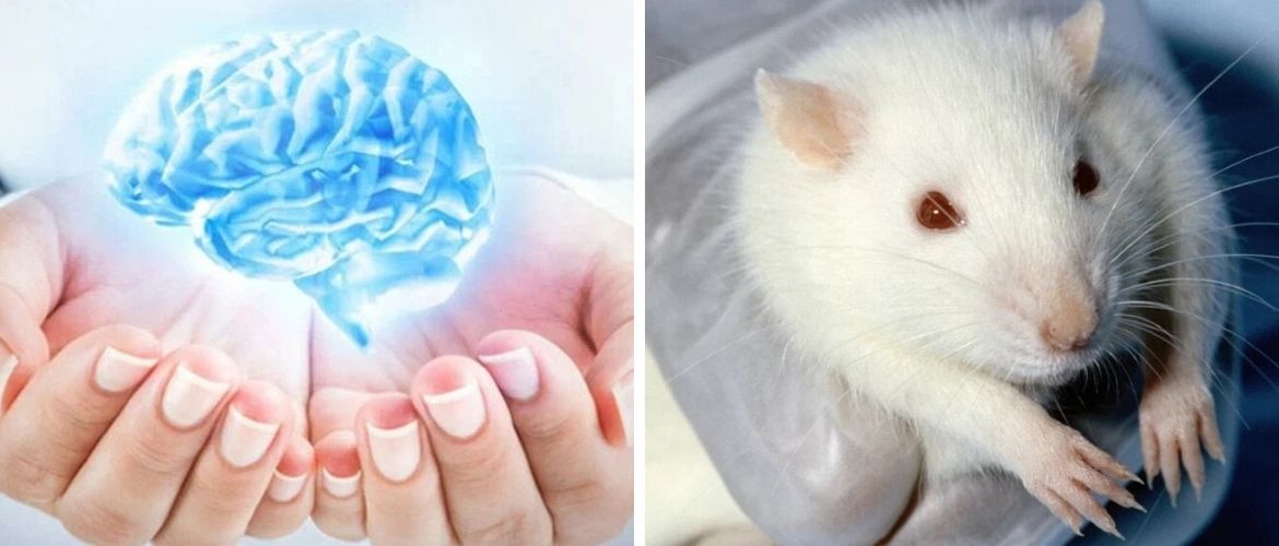 «Молода мозкова рідина» покращує пам’ять у старих мишей