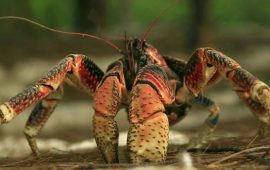 Did you think that crayfish can live without water?
