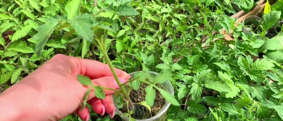 How to choose seedlings?