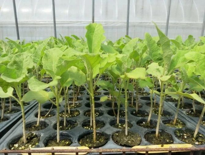 How to choose seedlings? 1