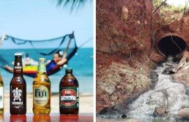 Пивний струмок на Гаваях: рай чи екокатастрофа?