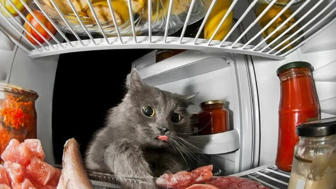 Tipps für Katzenbesitzer: Wie man ein Haustier füttert 1