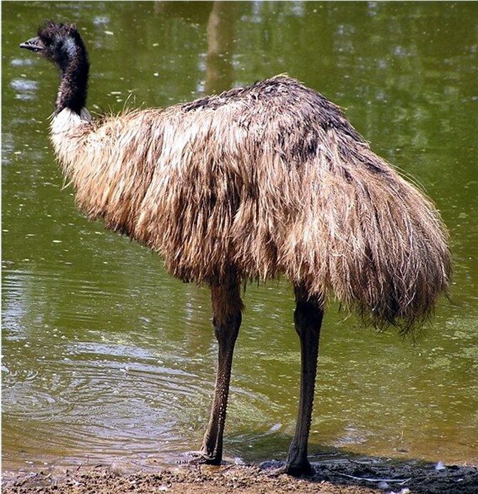 „Großer“ Krieg mit Emus, der vom Menschen kläglich verloren ging! 1