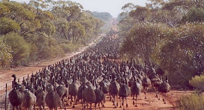 „Großer“ Krieg mit Emus, der vom Menschen kläglich verloren ging! 3
