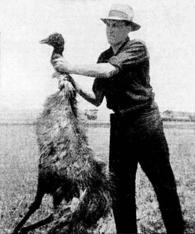 “Great” war with emus, which was lost miserably by man! 6