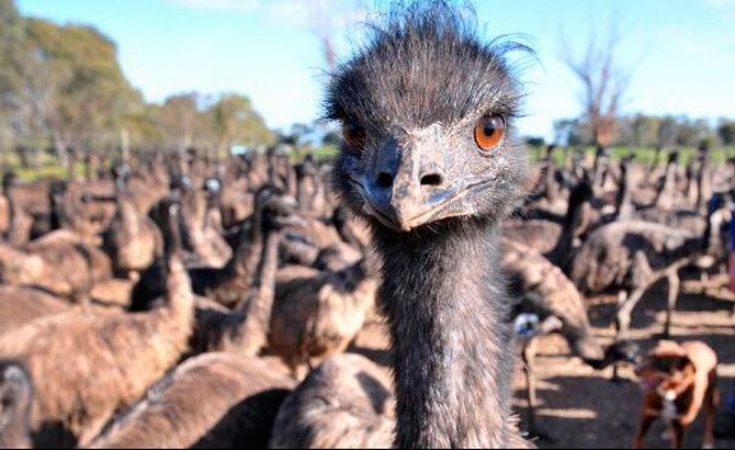 „Großer“ Krieg mit Emus, der vom Menschen kläglich verloren ging! 7