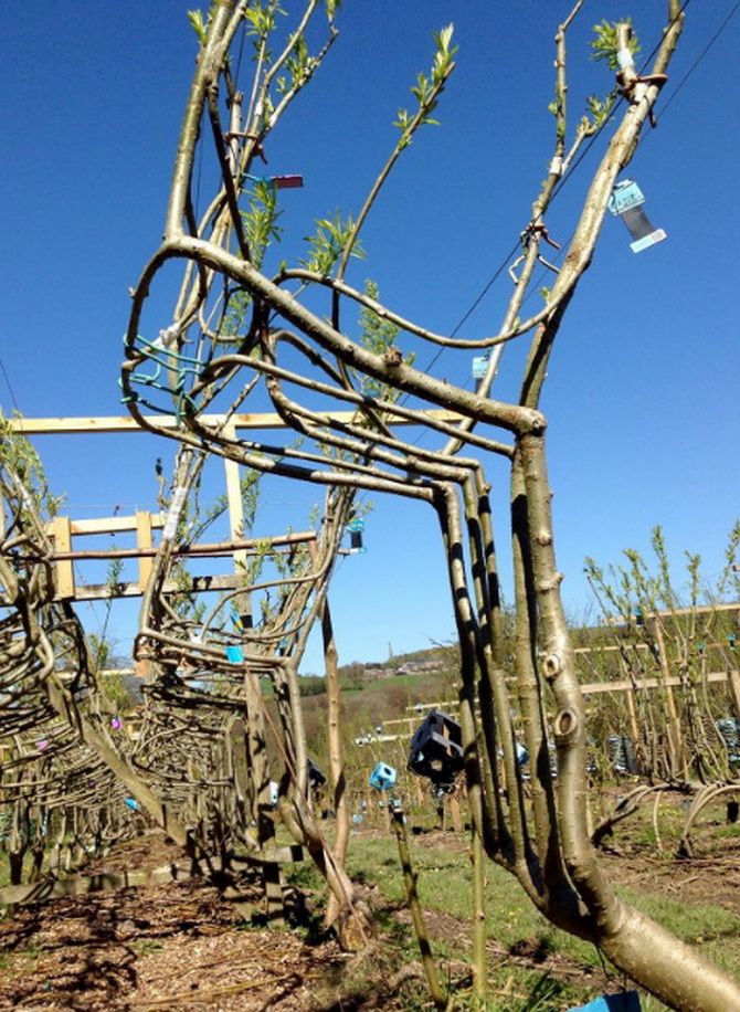 Growing Chairs, or How Wood Turns into Furniture 1