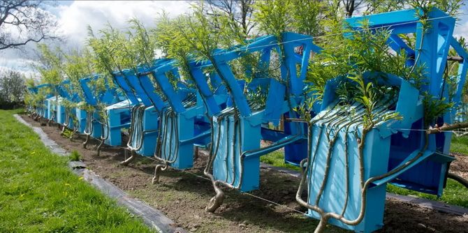 Growing Chairs, or How Wood Turns into Furniture 2