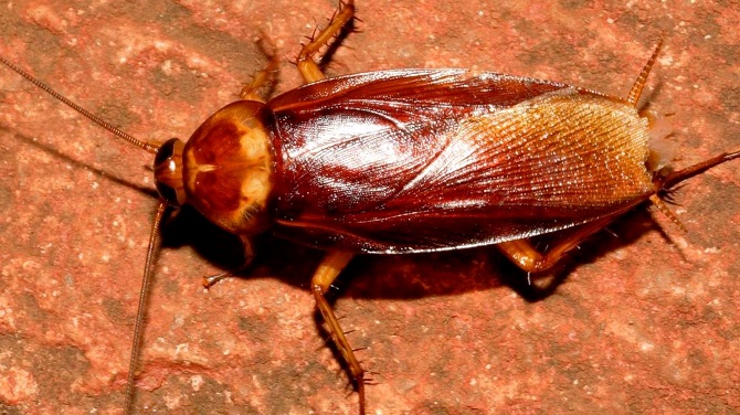Scientists use CRISPR to edit cockroach genes to create mutant insects 1