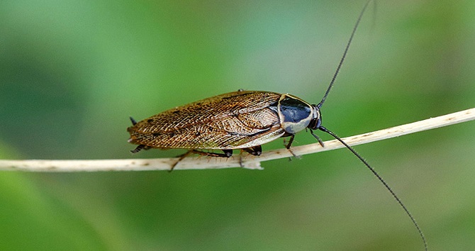 Scientists use CRISPR to edit cockroach genes to create mutant insects 2