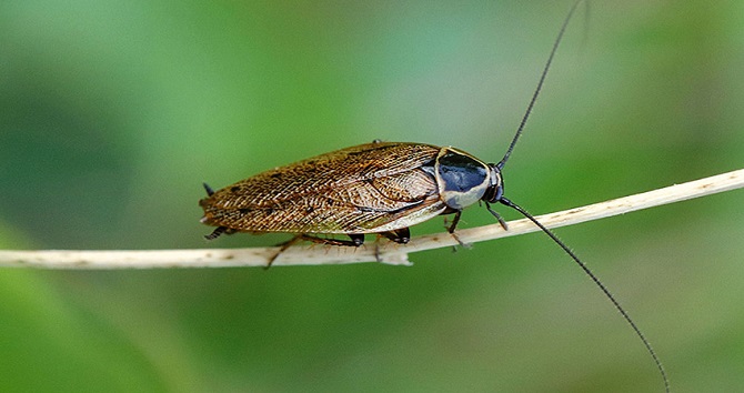 Ученые применили CRISPR для редактирования генов тараканов, чтобы создать насекомых-мутантов 2