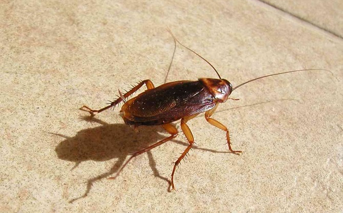 Scientists For The First Time Were Able To Edit The Genes Of Cockroaches