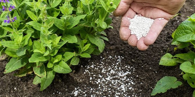 Which fertilizer is better: tips for gardeners 2
