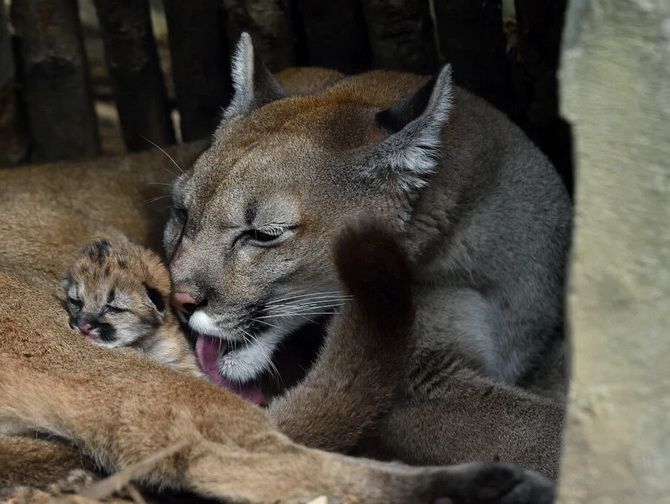 Nicht eins, nicht zwei, sondern drei: Der Pariser Zoo erlebt einen seltenen Babyboom 1