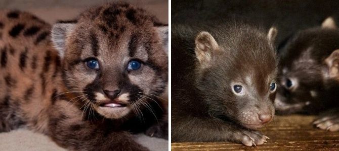 Nicht eins, nicht zwei, sondern drei: Der Pariser Zoo erlebt einen seltenen Babyboom 2