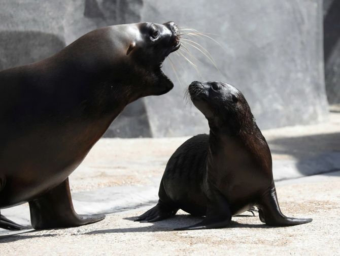 Nicht eins, nicht zwei, sondern drei: Der Pariser Zoo erlebt einen seltenen Babyboom 3