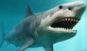 Вчені з’ясували, чому зникли найбільші акули на планеті