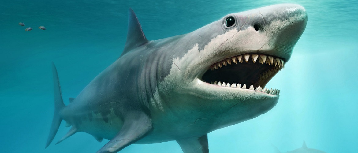 Ученые выяснили, почему исчезли самые большие акулы на планете