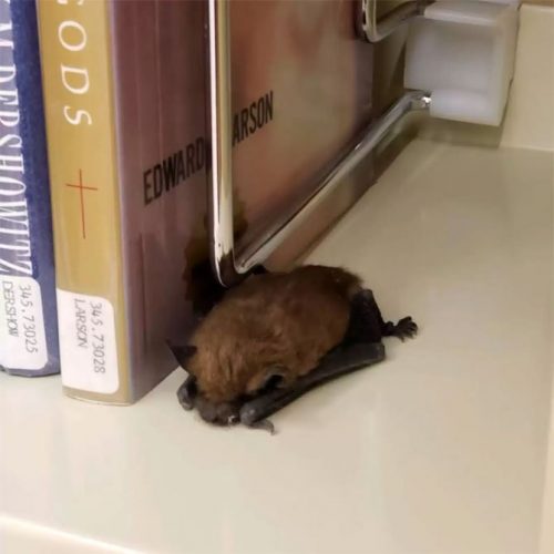 A librarian spotted a small animal curled up sleeping peacefully on a bookshelf 1