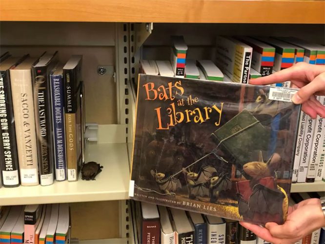 A librarian spotted a small animal curled up sleeping peacefully on a bookshelf 2