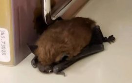 A librarian spotted a small animal curled up sleeping peacefully on a bookshelf