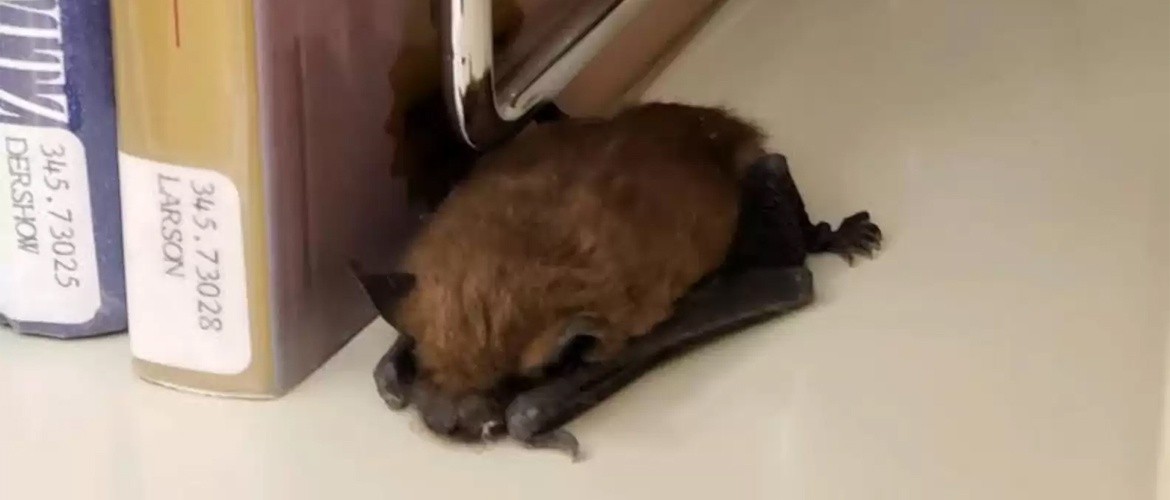 A librarian spotted a small animal curled up sleeping peacefully on a bookshelf