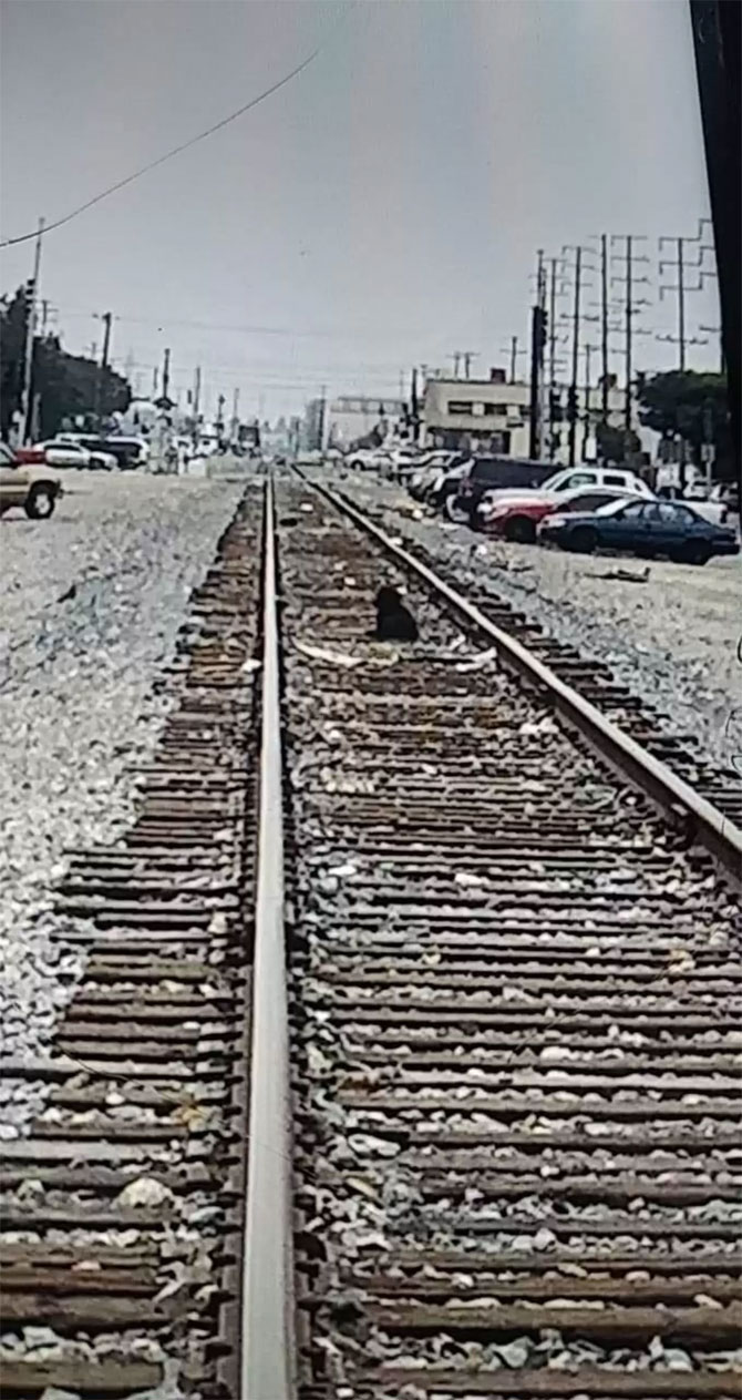 The abandoned dog has been waiting for its owners on the railway tracks for more than a week 1