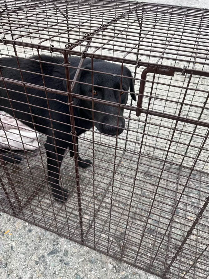 The abandoned dog has been waiting for its owners on the railway tracks for more than a week 3