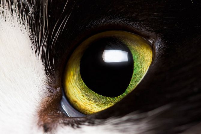 Why do cat`  s eyes glow in the dark? 3