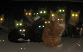 Чому очі кішок світяться у темряві?