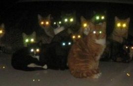 Why do cat`  s eyes glow in the dark?