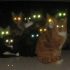 Why do cat`  s eyes glow in the dark?