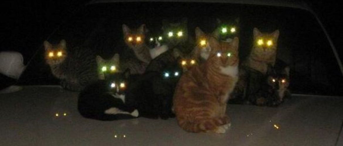 Почему глаза кошек светятся в темноте?