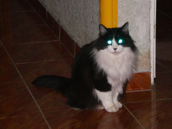 Why do cat`  s eyes glow in the dark? 1