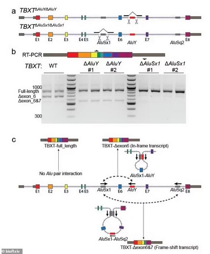 Warum Menschen keinen Schwanz haben: Wissenschaftler haben eine genetische Mutation entdeckt 2