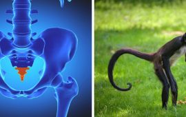 Why people don’t have tails: scientists have discovered a genetic mutation