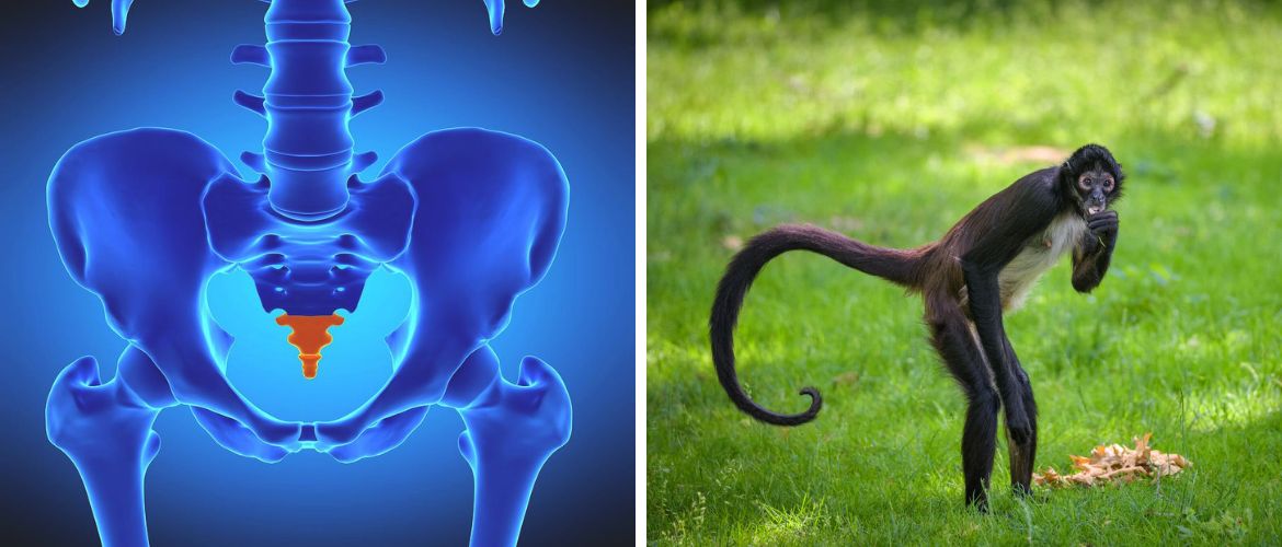 Why people don’t have tails: scientists have discovered a genetic mutation
