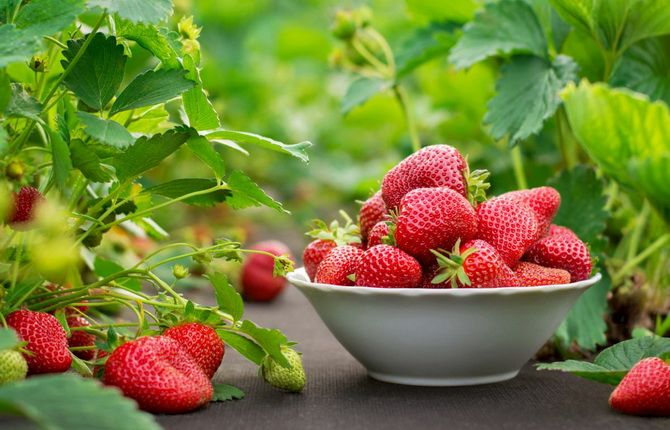 Summer berries: what are the benefits for our health 2