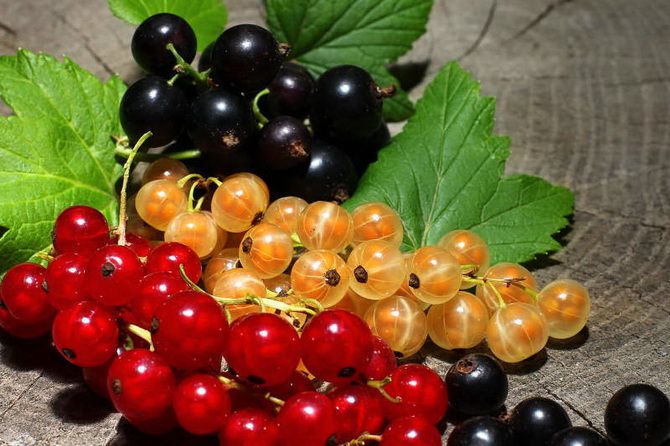 Summer berries: what are the benefits for our health 7