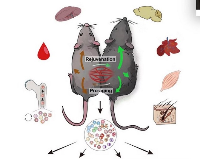 Scientists have created a “vampire” method of rejuvenation with blood 2