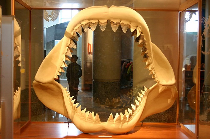 Вчені з’ясували, чому зникли найбільші акули на планеті 2