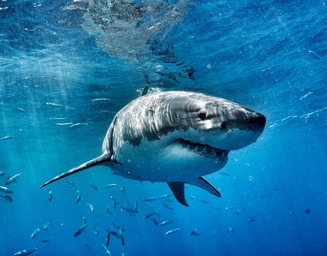 Wissenschaftler haben herausgefunden, warum die größten Haie der Welt verschwunden sind 3