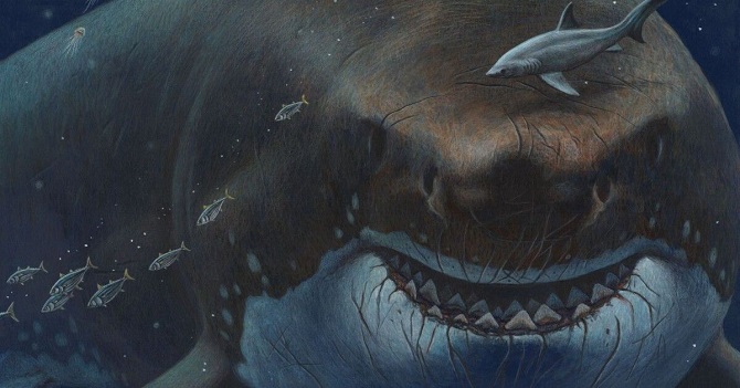 Wissenschaftler haben herausgefunden, warum die größten Haie der Welt verschwunden sind 1