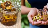 Користь найпопулярніших видів горіха для здоров’я організму