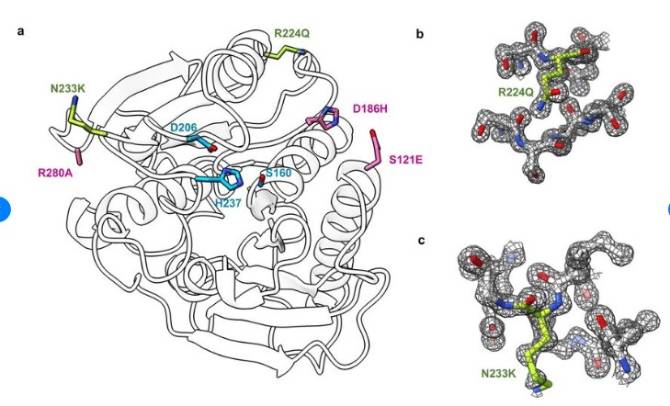 FAST-PETase: Wissenschaftler haben ein Enzym entwickelt, das Plastikflaschen schnell abbaut 3